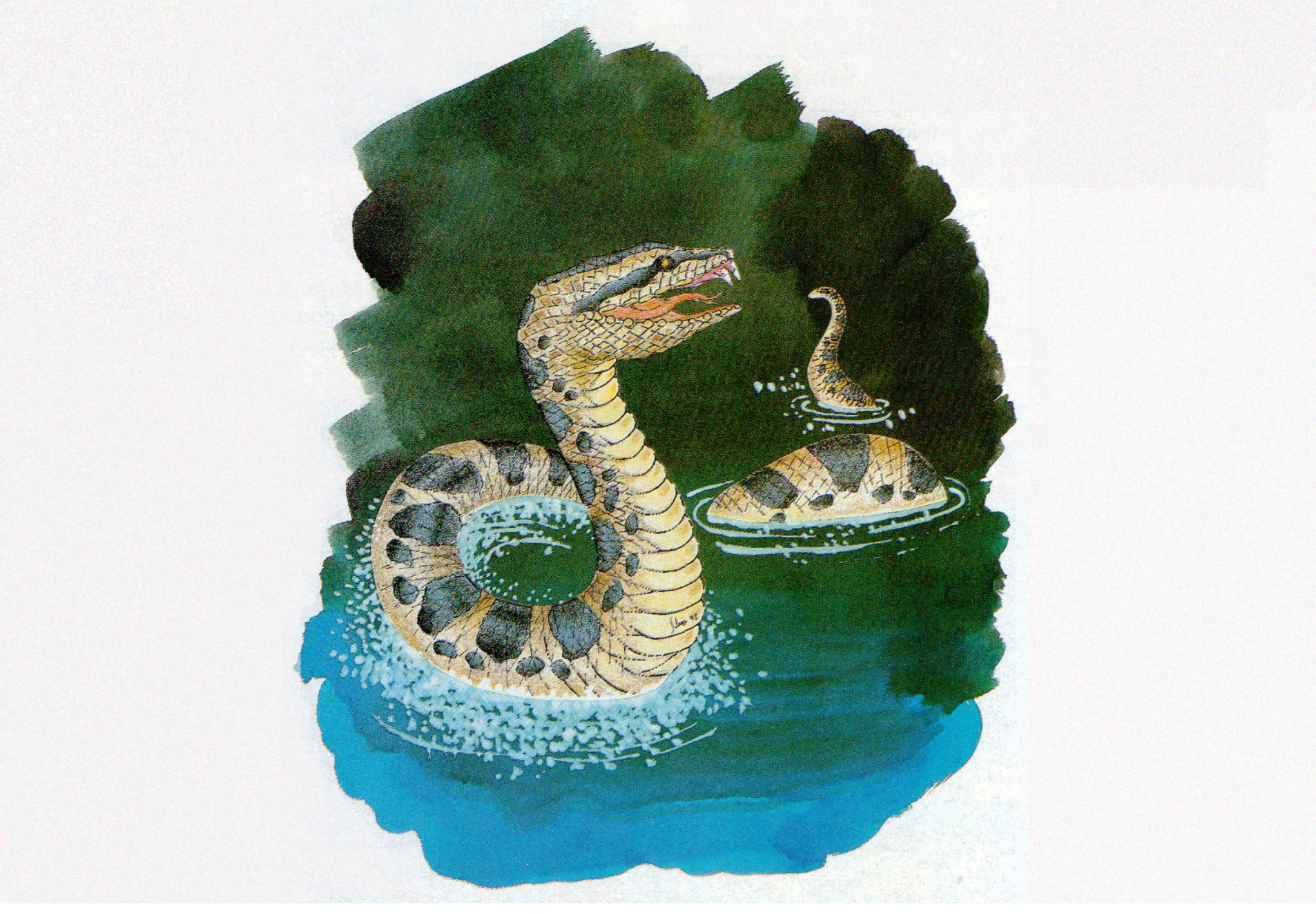 Cobra que hipnotiza? Manual gratuito mostra curiosidades e mitos sobre esse  réptil, Terra da Gente