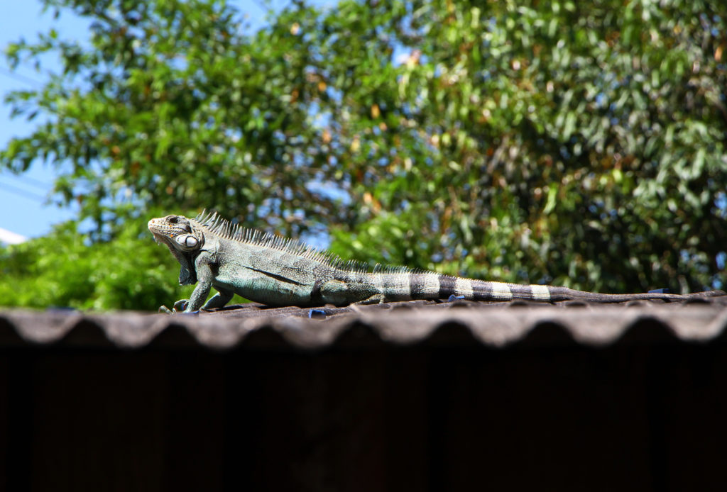 Iguana em cima de telhado com árvore ao fundo.