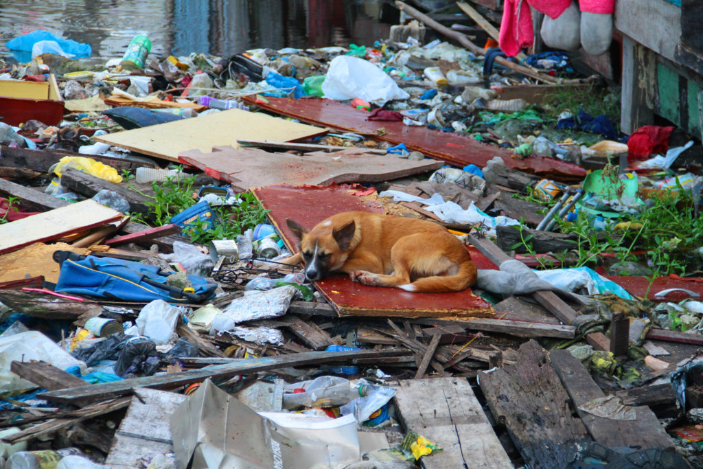 Cão dorme sobre o lixo em igarapé inundado de entulho em Manaus.
