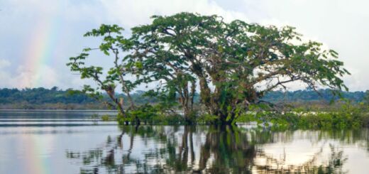 Árvores no meio de um rio.