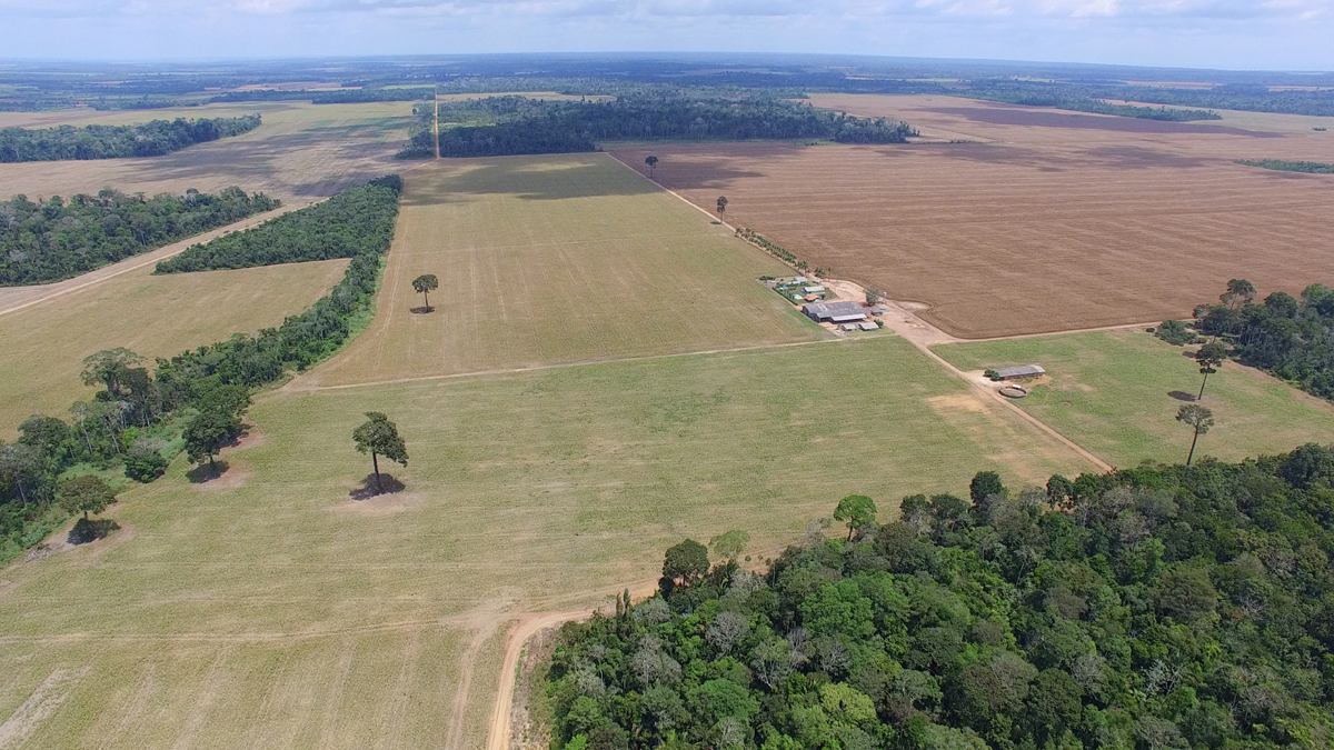 floresta lado amazônia