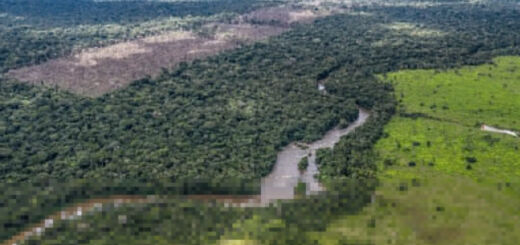 Proteção da Amazônia
