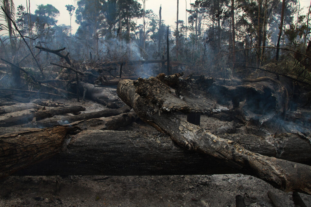 áreas de floresta carbonizadas saindo fumaça