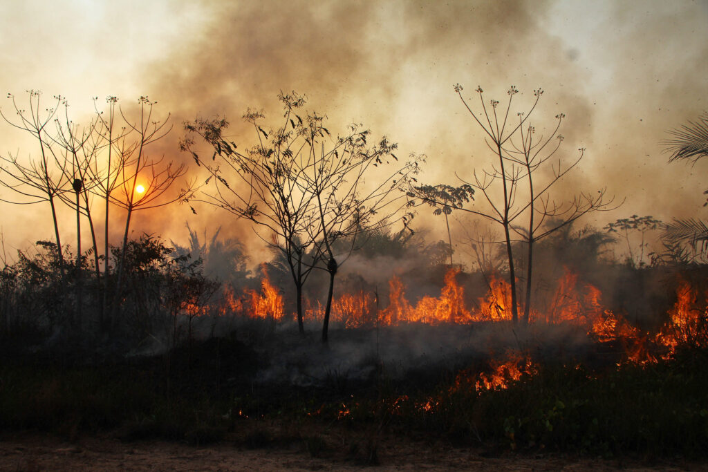 Floresta com labaredas laranjas e o sol ao fundo