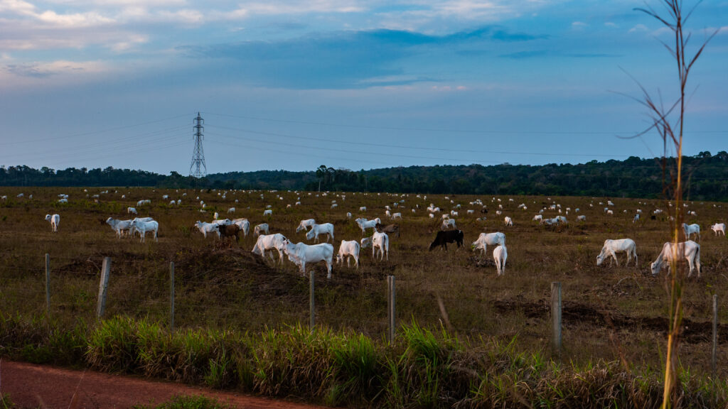 Cabeças de gado descansando em pasto.