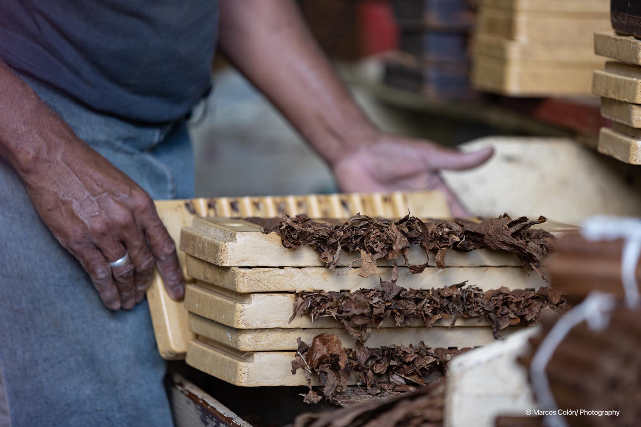 Folhas de tabaco sendo prensadas