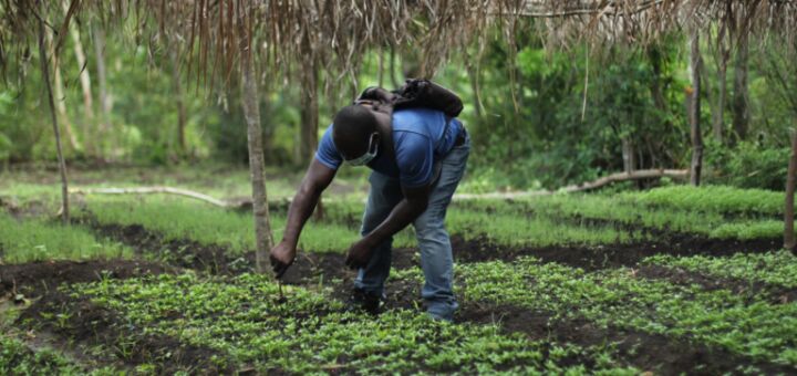 Um agricultor trabalha em um cultivo de plantas baixas em solo escuro.