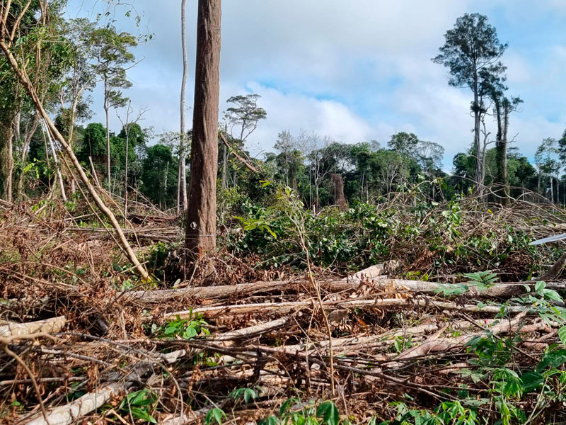 Árvores derrubadas no chão abrem clareira em meio à Floresta Amazônica.