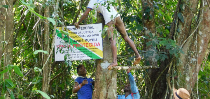Homens colocando uma placa de Terra Protegida em uma árvore na Terra Indígena Sawré Muybu. Foto: Bárbara do Nascimento Dias