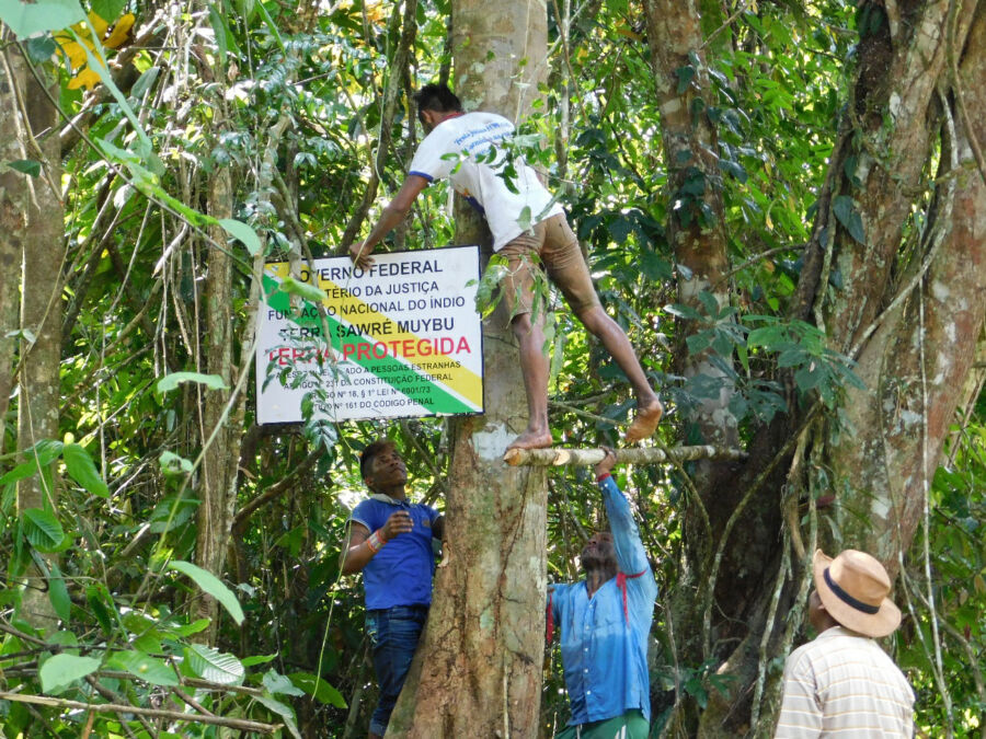 Homens colocando uma placa de Terra Protegida em uma árvore na Terra Indígena Sawré Muybu.