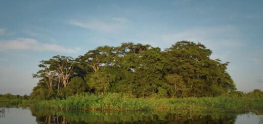 Ilha artificial verde rodeada por um rio