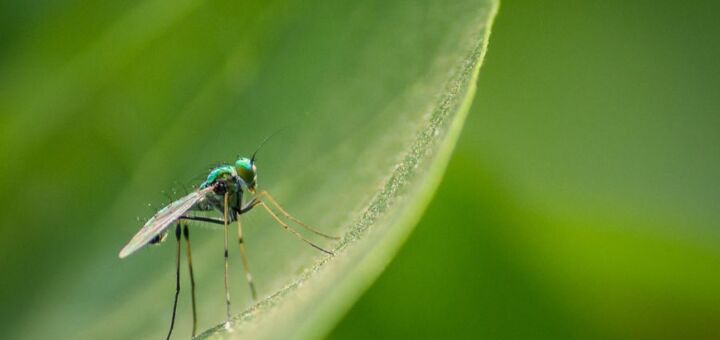 Mosquito sobre folha na floresta amazônica. Mosquitos podem originar epidemias