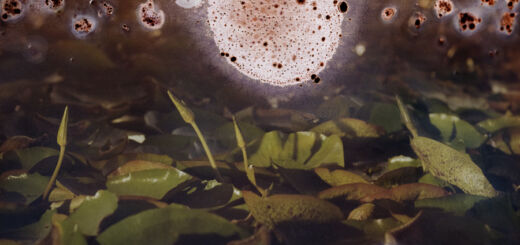 Fotografia derretendo de uma floresta.