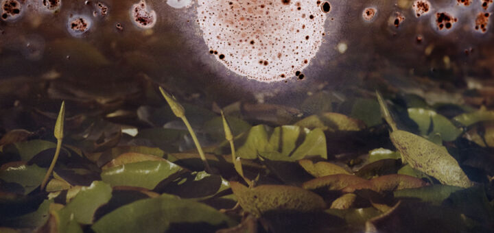 Fotografia derretendo de uma floresta.