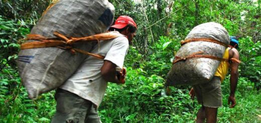 Trabalhadores extrativistas carregam grandes sacas de castanhas nas costas pela floresta amazônica.