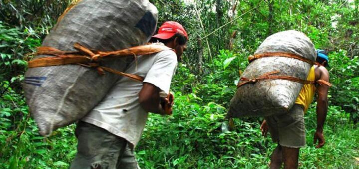 Trabalhadores extrativistas carregam grandes sacas de castanhas nas costas pela floresta amazônica.