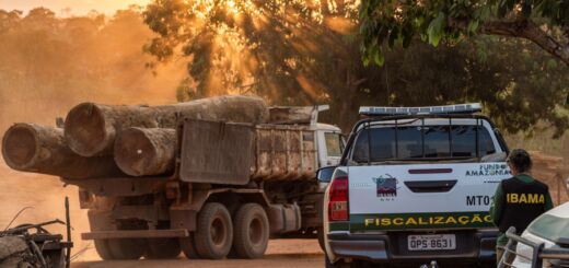 Ibama, Exército e Polícia Militar de Rondônia fiscalizam cadeia de custódia da madeira e desmatamento ilegal. Foto: Fernando Augusto / Ibama.