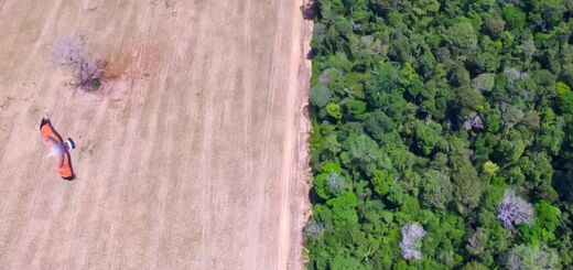 Avanço do Cultivo de soja na região de Belterra, Pará compromete o ecossistema da Floresta Nacional do Tapajos. - Foto: Marcos Colón / Amazônia Latitude