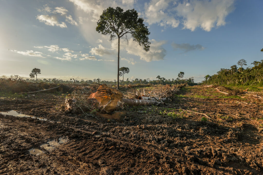árvore em meio a área desmatada. Futuro da Amazônia