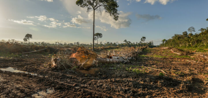 árvore em meio a área desmatada na Floresta Amazônica. Futuro da Amazônia
