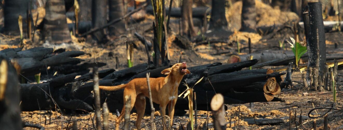 Cachorro é visto em área desmatada e queimada na zona rural de Humaitá (Am).