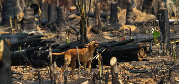 Cachorro é visto em área desmatada e queimada na zona rural de Humaitá (Am).