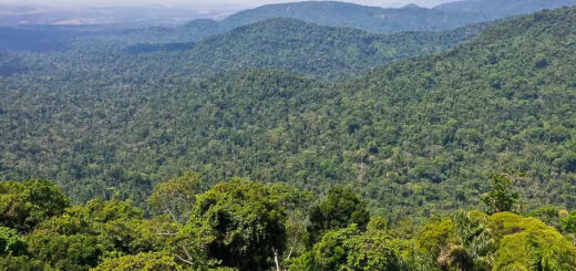 No Congresso, licenciamento ambiental preocupa especialistas