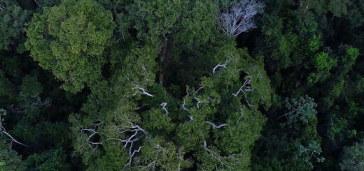 Cidades antigas na Amazônia e por que Ratanabá não existe