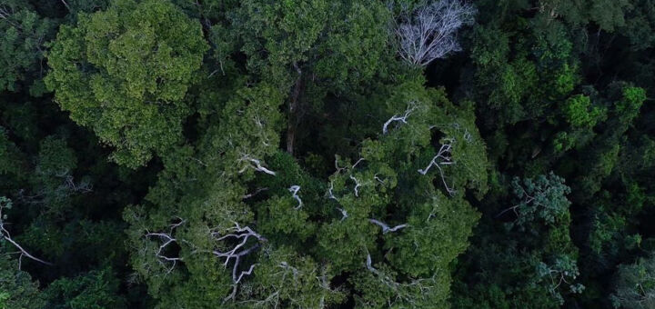 Cidades antigas na Amazônia e por que Ratanabá não existe