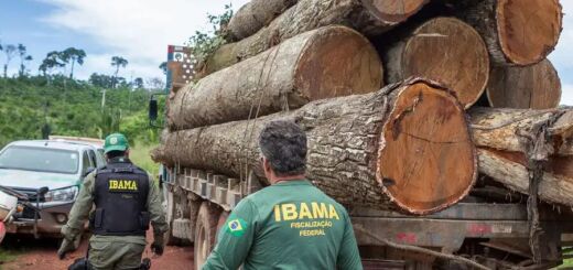 Liberação de armas geram mais violência contra agentes do Ibama