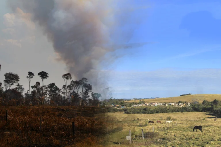 Lado esquerdo: Amazônia em chamas. Lado direito: Pampa como pasto para gado. Representando tragédias ambientais.