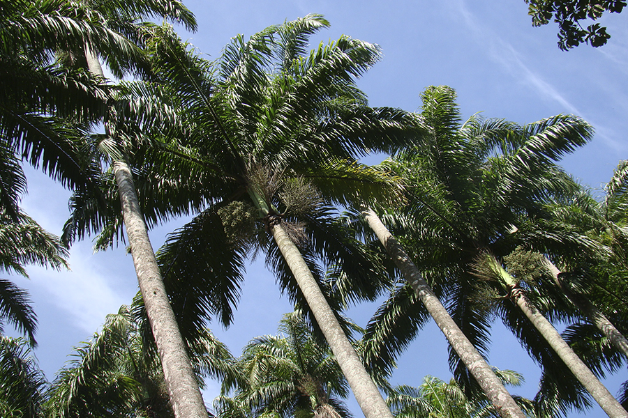 Topo de palmeiras imperiais, conto de Sandra Godinho