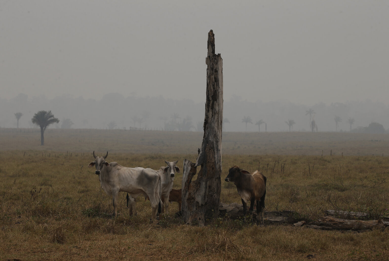 Gado é visto em área de pasto encoberta pela fumaça de queimadas florestais, na margem da BR-230 (Transamazônica), próximo da cidade de Lábrea (AM), sexta-feira, 06 de setembro de 2024. Dados do INPE indicam que nos seis primeiros dias de setembro, já foram registrados 14.139 focos de queimadas no bioma Amazônico.