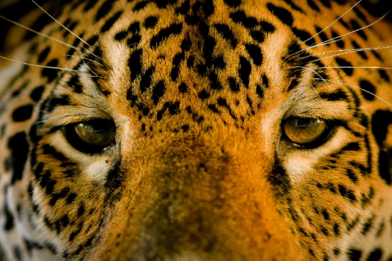 A onça, guardiã da Amazônia. Foto: Maicol Albert / Revista Nómadas.
