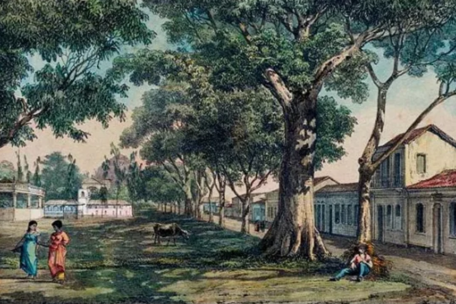 Samaumeira no Largo de Nazare - pintura de Giuseppe Leone Righini, de 1867. Fonte: Divulgação/Acervo UFPA/Centro de Memória da Amazônia.