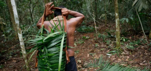 Indígenas da aldeia Barranco Vermelho, Juarez e Gesilene Aikdapa coletam da castanha-do-pará nas florestas da Terra Indígena Erikpatsa, do Povo Rikbaktsa. Foto: Fernando Frazão/Agência Brasil