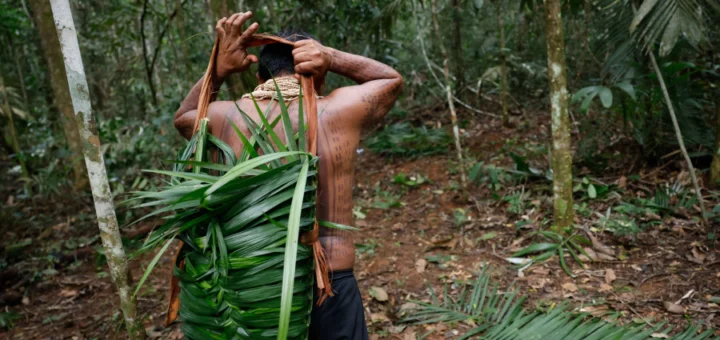 Indígenas da aldeia Barranco Vermelho, Juarez e Gesilene Aikdapa coletam da castanha-do-pará nas florestas da Terra Indígena Erikpatsa, do Povo Rikbaktsa. Foto: Fernando Frazão/Agência Brasil