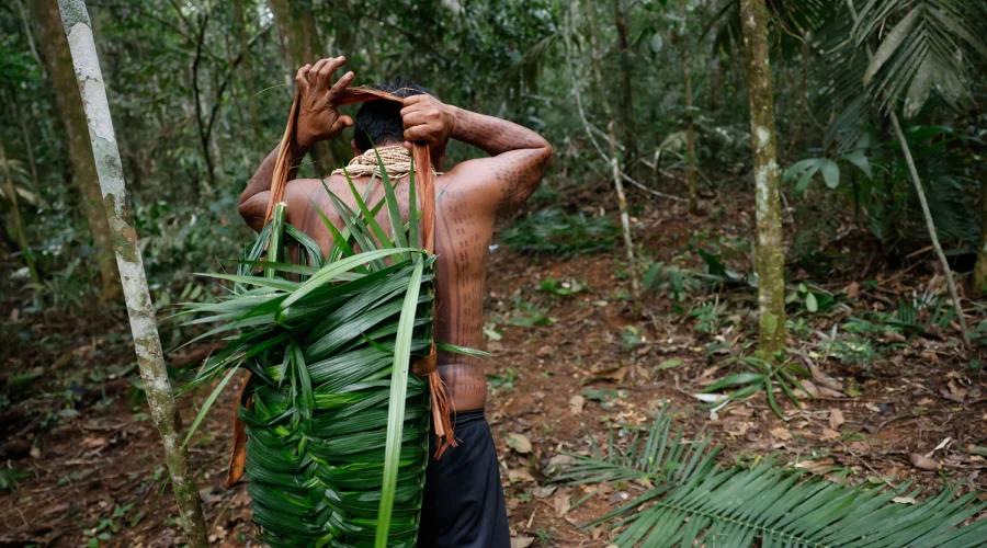 Indígenas da aldeia Barranco Vermelho, Juarez e Gesilene Aikdapa coletam da castanha-do-pará nas florestas da Terra Indígena Erikpatsa, do Povo Rikbaktsa. Foto: Fernando Frazão/Agência Brasil