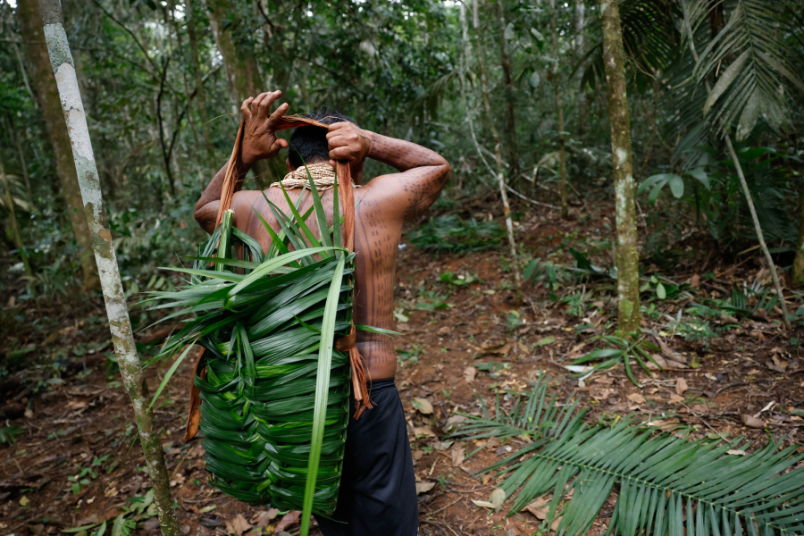 Indígenas da aldeia Barranco Vermelho, Juarez e Gesilene Aikdapa coletam da castanha-do-pará nas florestas da Terra Indígena Erikpatsa, do Povo Rikbaktsa. Foto: Fernando Frazão/Agência Brasil