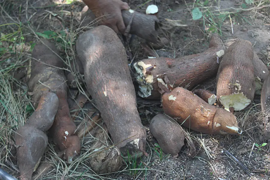 A mandiocaba. Foto: Miguel Picanço