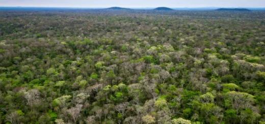A floresta do INPA, em toda a sua majestade, núcleo de vida de uma riqueza natural indispensável para a Chiquitania. Foto: Revista Nómadas.
