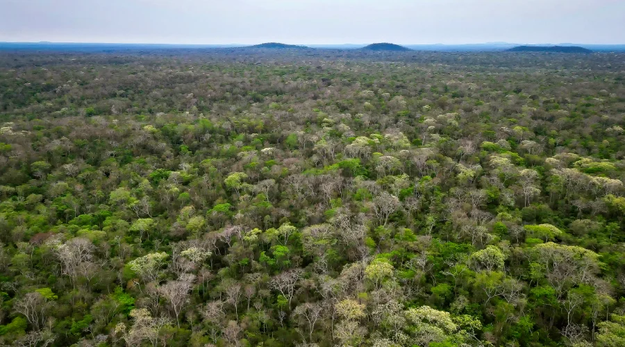 A floresta do INPA, em toda a sua majestade, núcleo de vida de uma riqueza natural indispensável para a Chiquitania. Foto: Revista Nómadas.