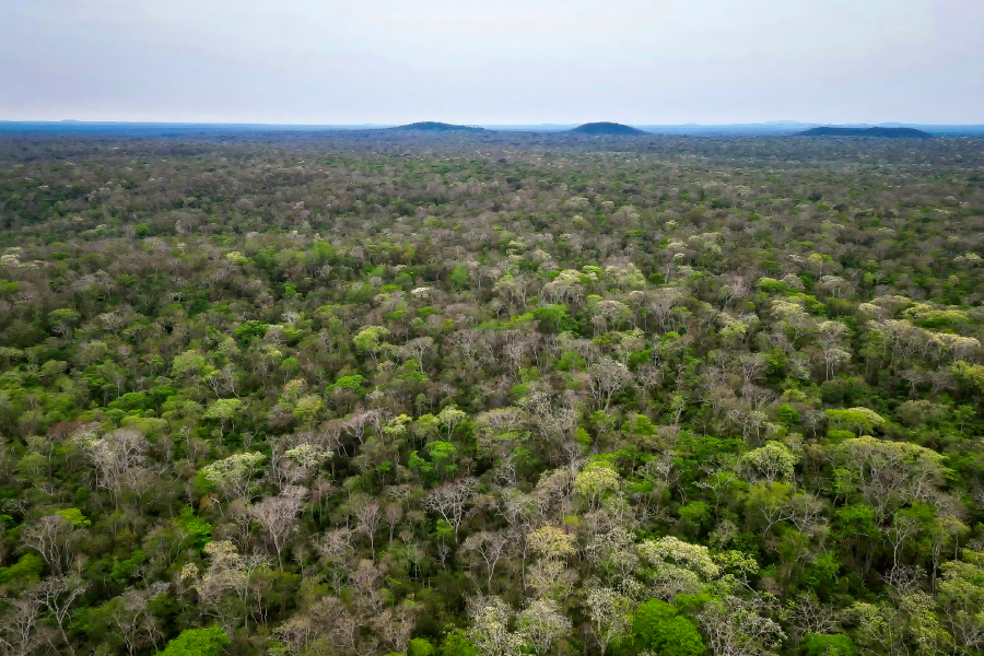 A floresta do INPA, em toda a sua majestade, núcleo de vida de uma riqueza natural indispensável para a Chiquitania. Foto: Revista Nómadas.