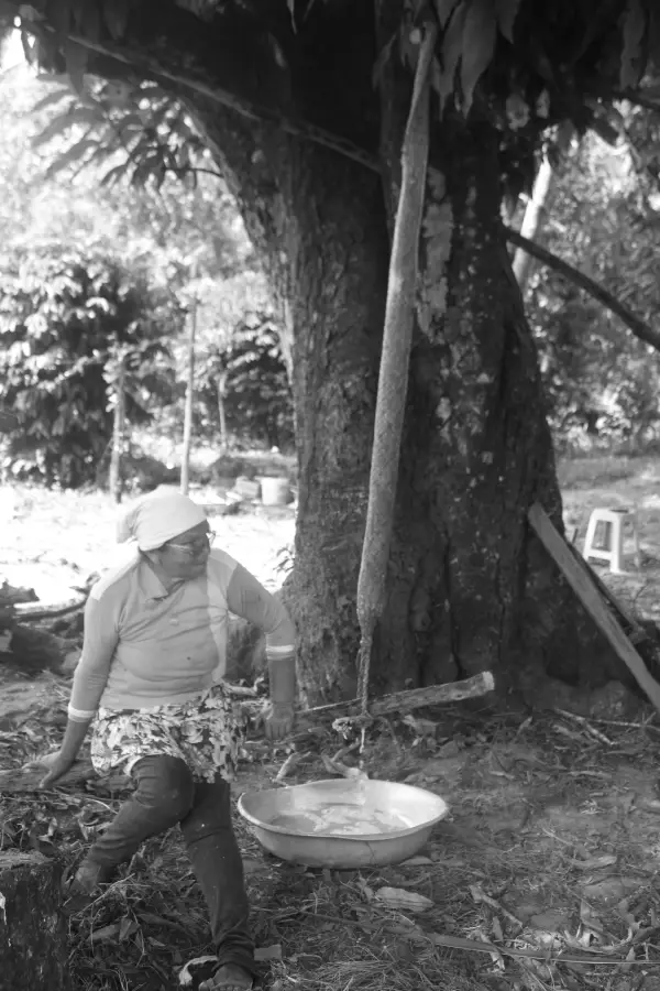 Dona Catarina na etapa de extração da calda da mandiocaba, matéria-prima da mandicuera. O longo tipiti separa a massa do líquido que será cozido por horas. Foto: Miguel Picanço.