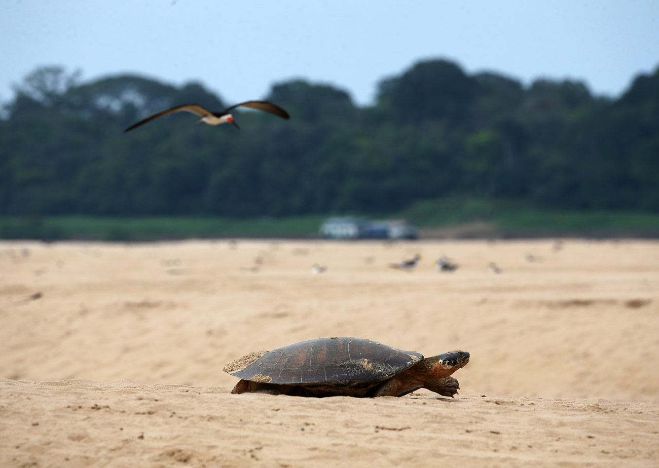 nimble_asset_10Edmar-BarrosMarcos-Colon