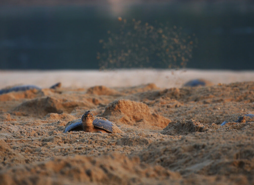 nimble_asset_16Edmar-BarrosMarcos-Colon