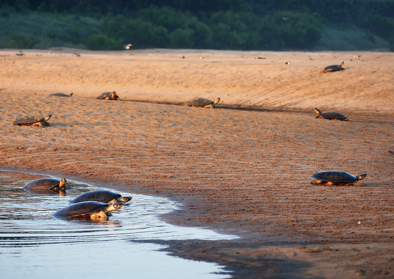 nimble_asset_17Edmar-BarrosMarcos-Colon