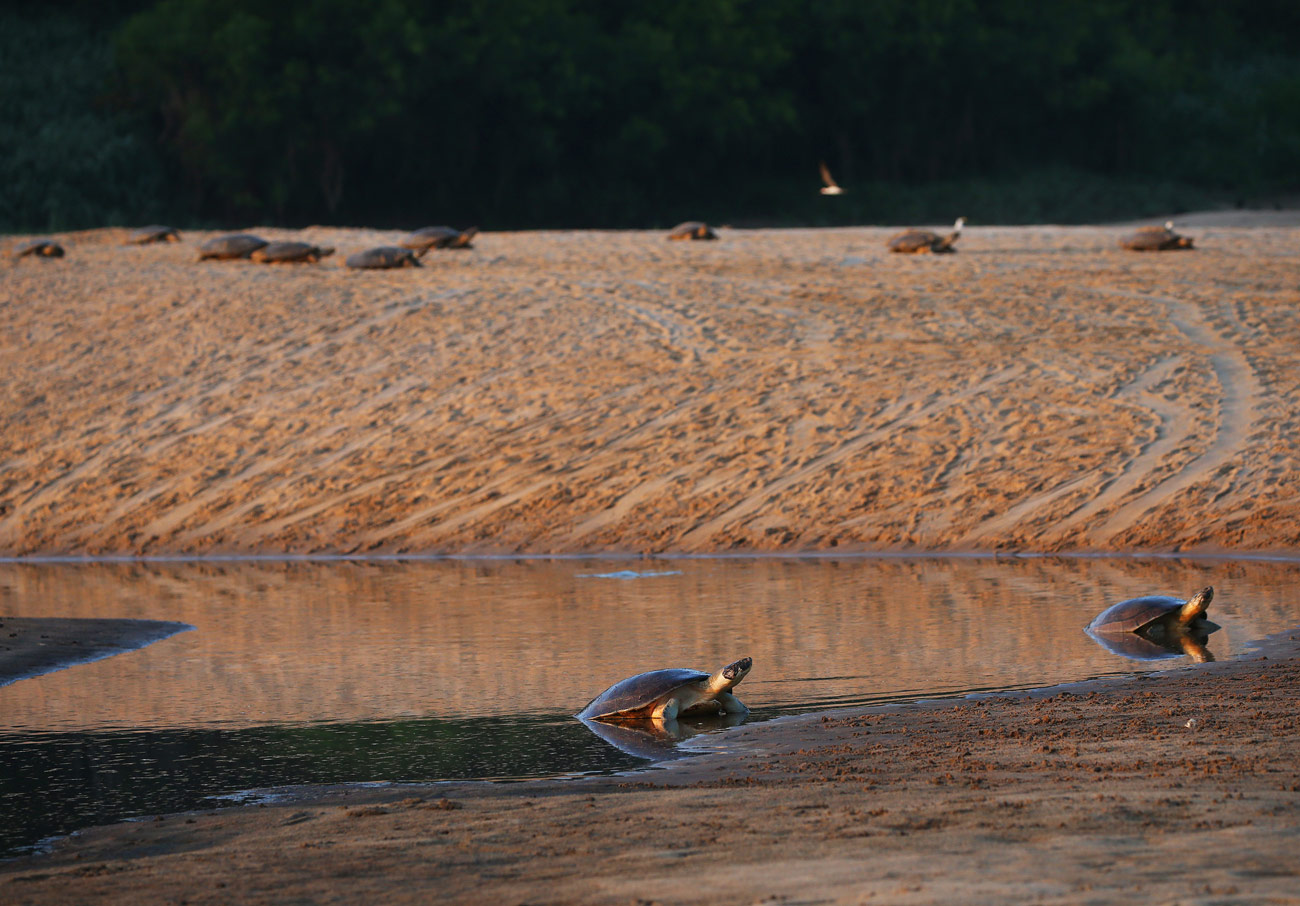 nimble_asset_18Edmar-BarrosMarcos-Colon