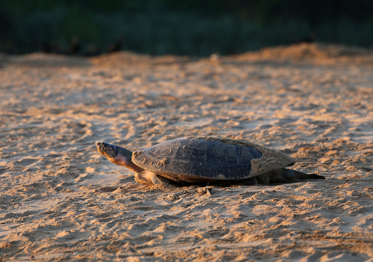 nimble_asset_19Edmar-BarrosMarcos-Colon