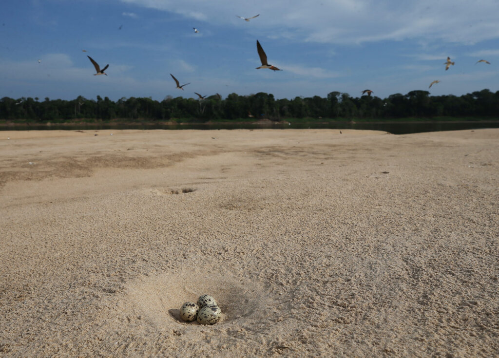 nimble_asset_28Edmar-BarrosMarcos-Colon